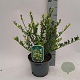 Ilex crenata 'Green Hedge' 15-20 cm 2,0L