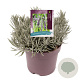 Lavandula int. Phenomenal GM 2,0L