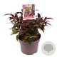 Leucothoe Carinella 20-25 cm 5,0L