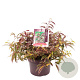 Leucothoe f. Whitewater 25-30 cm 5,0L