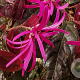 Loropetalum c. 'Pipa's Red' 40-50 cm 10L