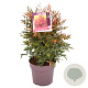 Nandina d. 'Gulf Stream' 40-45 cm 10L