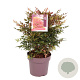 Nandina d. Obsessed 40-45 cm 10L