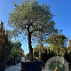 Olea europaea hoogstam container solitair