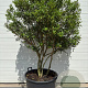 Osmanthus burkwoodii 150-175 cm container meerstammig
