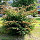 Parrotia persica 'Pendula' 200-225 cm container dia 100-120