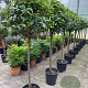 Photinia fraseri 'Red Robin' 90 cm stam 7L 40-50