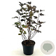 Physocarpus opulif. 'Diabolo' 40-50 cm 3,0L