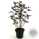 Physocarpus opulif. 'Diabolo' 40-50 cm 3,0L