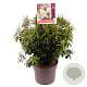 Pieris japonica 'Bonfire' 40-50 cm 7,5L