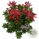 Pieris jap. 'Mountain Fire' 25-30 cm 3,0L