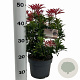 Pieris jap. 'Mountain Fire' 25-30 cm 3,0L