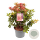 Pieris jap. 'Mountain Fire' 25-30 cm 3,0L