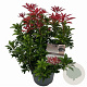 Pieris jap. 'Mountain Fire' 25-30 cm 3,0L