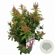 Pieris jap. 'Passion' 25-30 cm 3,0L