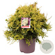 Pieris jap. 'Sarabande' 50-60 cm 13L