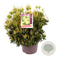 Pieris jap. 'Sinfonia' 30-40 cm 5,0L
