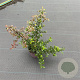 Pyracantha cocc. 'Red Cushion' 20-25 cm P13