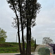 Quercus ilex 600-650 cm container meerstammig