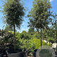 Quercus ilex 20-25 HO container Losse kroon