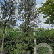 Quercus ilex GM container solitair