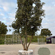 Quercus ilex GM container meerstammig solitair