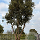 Quercus ilex GM container meerstammig solitair