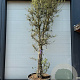 Quercus suber 350-400 cm container solitair 2-3 tak