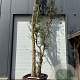 Quercus suber 450-500 cm container meerstammig