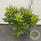 Rhododendron 'Catawb. Boursault' 50-60 cm 7,5L