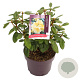 Rhododendron Goldinetta 30-40 cm 5,0L