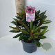 Rhododendron (Y) 'Kalinka' 25-30 cm 5,0L