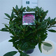 Rhododendron (P) 'Polarnacht' 30-40 cm 5,0L