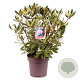Rhododendron pont. 'Roseum' 50-60 cm 13L