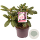 Rhododendron 'Scintillation' 30-40 cm 5,0L