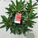 Rhododendron 'Wilgen's Ruby' 30-40 cm 5,0L