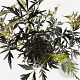 Sambucus nigra Black Lace 40-50 cm 3,0L