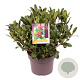 Skimmia j. 'Temptation' 30-40 cm 5,0L zonder bes