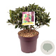 Skimmia j. 'Temptation' 40-50 cm 13L zonder bes