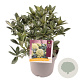 Skimmia j. White Globe 25-30 cm 3,0L
