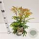 Sorbaria sorbif. 'Sem' 30-40 cm 2,5L