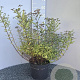 Spiraea jap. 'Little Princess' 40-50 cm 5,0L