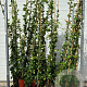 Trachelospermum jasminoides 150-175 cm 3,0L met stok