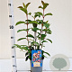 Viburnum bodn. 'Dawn' 30-40 cm 2,5L