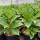 Viburnum davidii 30-40 cm 5,0L