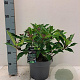 Viburnum davidii 30-40 cm 5,0L