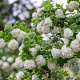 Viburnum opulus 'Roseum' 100-125 cm met kluit