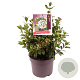 Viburnum tinus 25-30 cm 7,5L