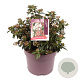 Viburnum tin. 'Eve Price' 25-30 cm 7,5L