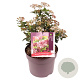 Viburnum tin. Lisarose 25-30 cm 7,5L